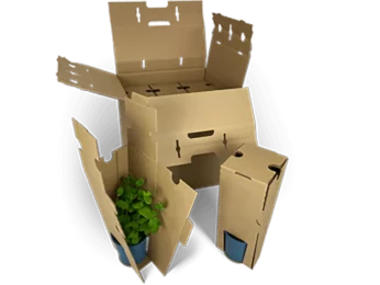 Insert for up to three young plants - plus 3s, 6s, 9s etc. Envelope boxes Insert for up to three young plants - plus 3s, 6s, 9s etc. Envelope boxes